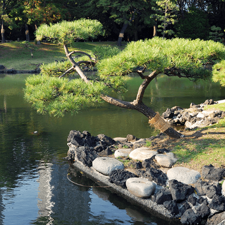 ogród z kamieniami ozdobnymi w stylu japońskim